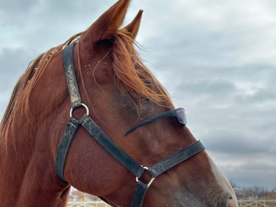 ٢٠ معلومة قد لا تعرفها عن الخيل العربى